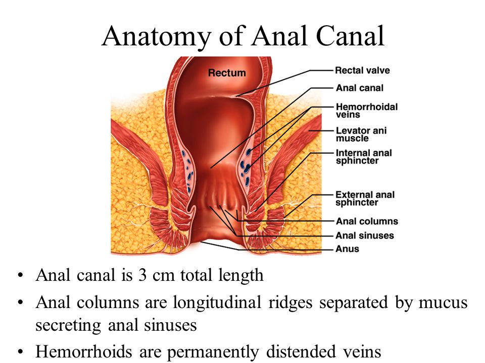 Anal stretching sphincter muscle